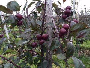 Redlove appelboomgaard